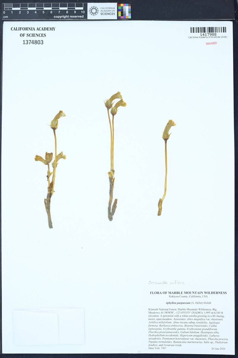 Oneflowered Broomrape photo 6