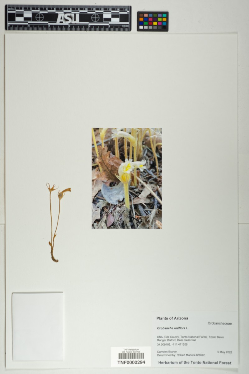 Oneflowered Broomrape photo 7
