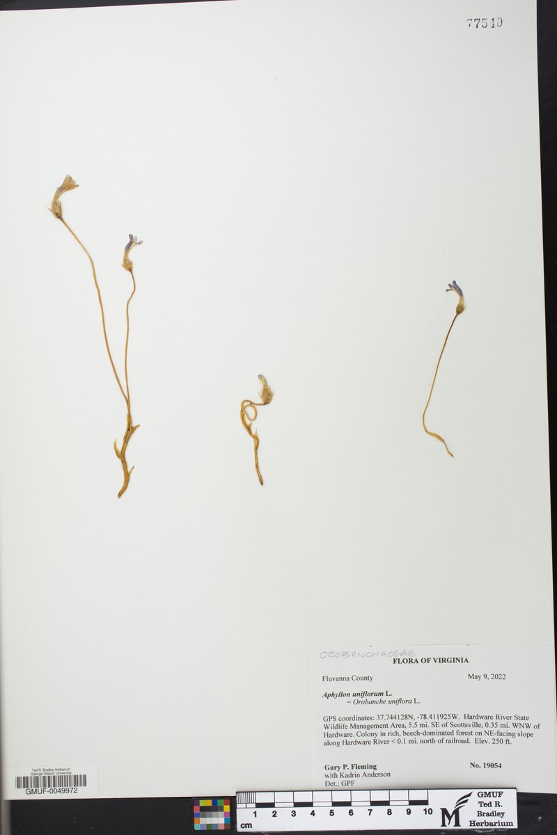 Oneflowered Broomrape photo 8