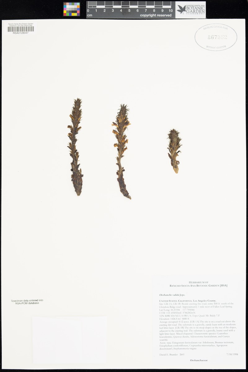 Rock Creek Broomrape