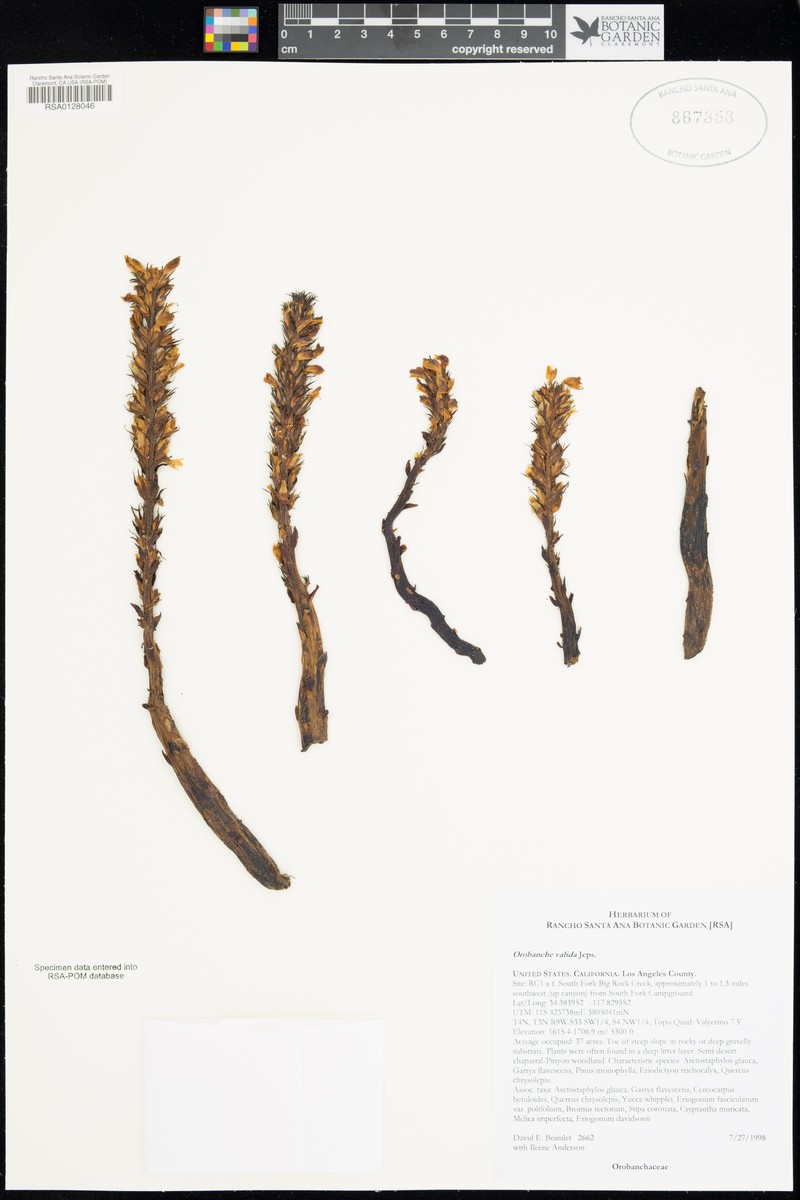 Rock Creek Broomrape photo 2