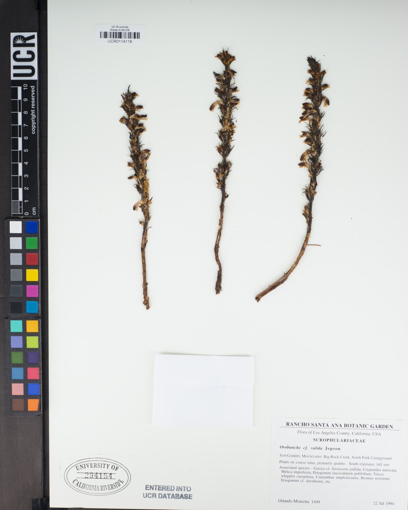 Rock Creek Broomrape photo 3