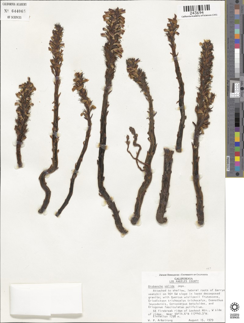 Rock Creek Broomrape photo 4