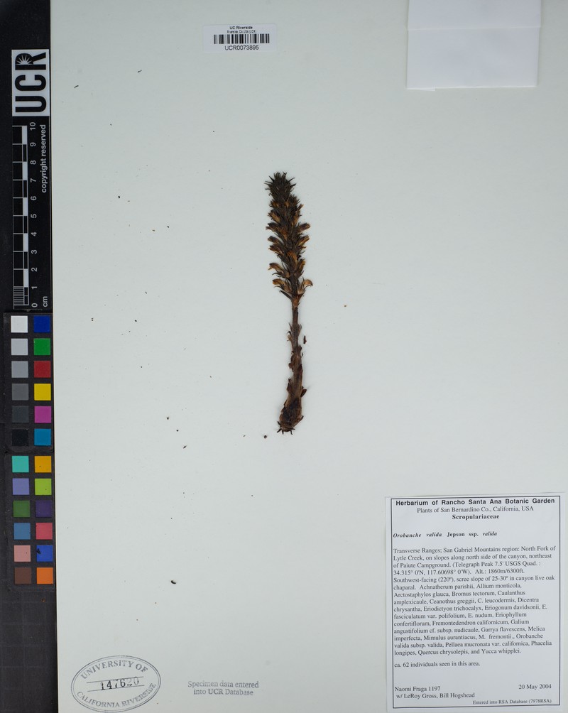 Orobanche valida subsp. valida