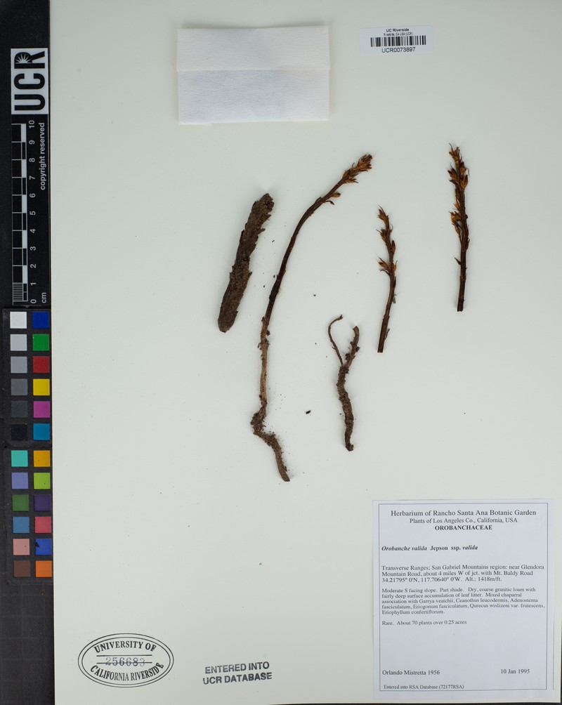Orobanche valida subsp. valida photo 2