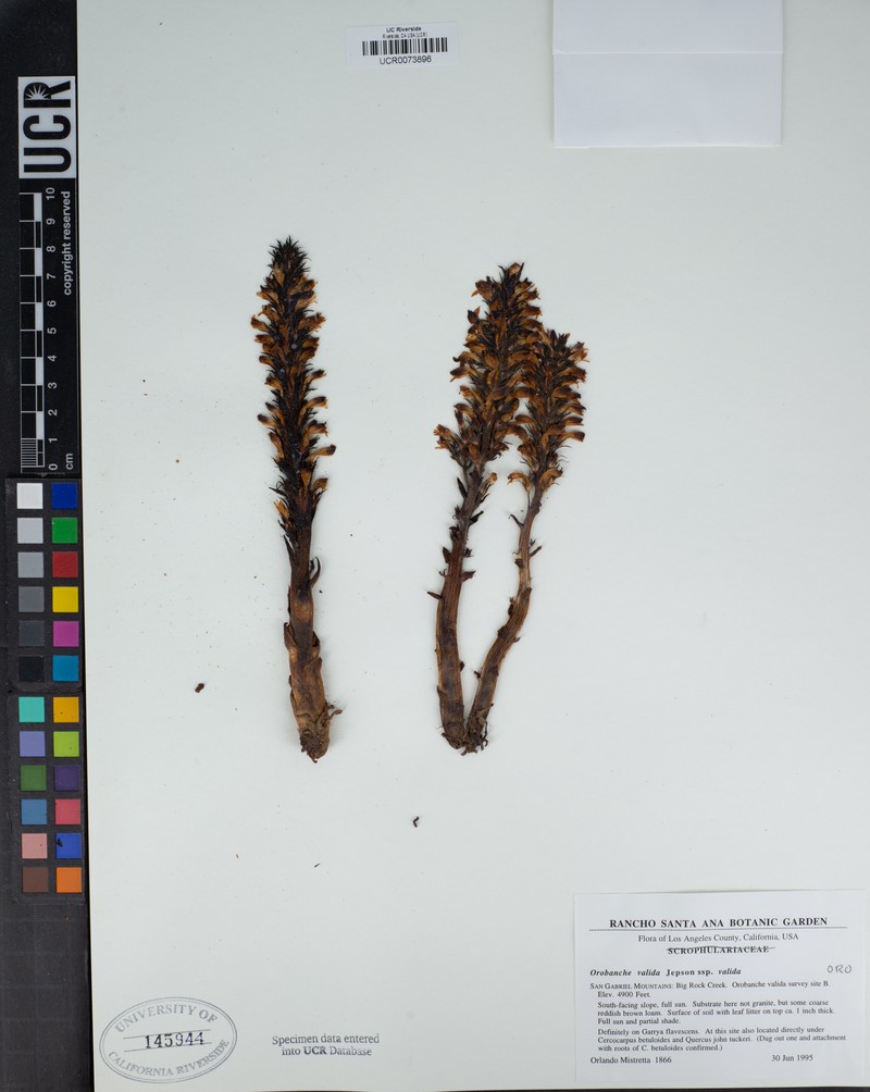 Orobanche valida subsp. valida photo 3