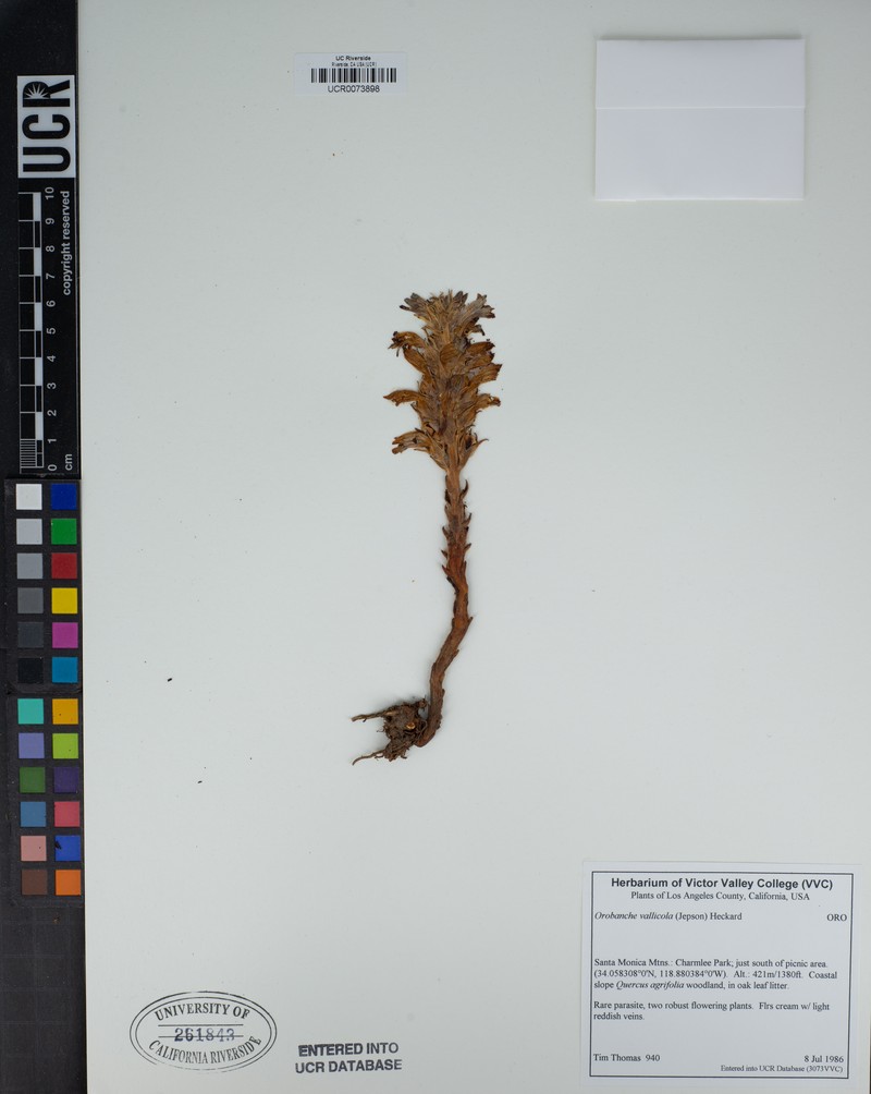 Hillside Broomrape photo 3