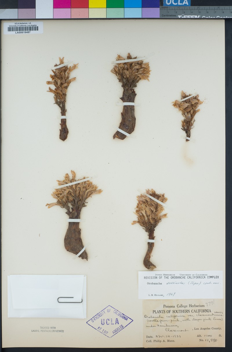Hillside Broomrape photo 4