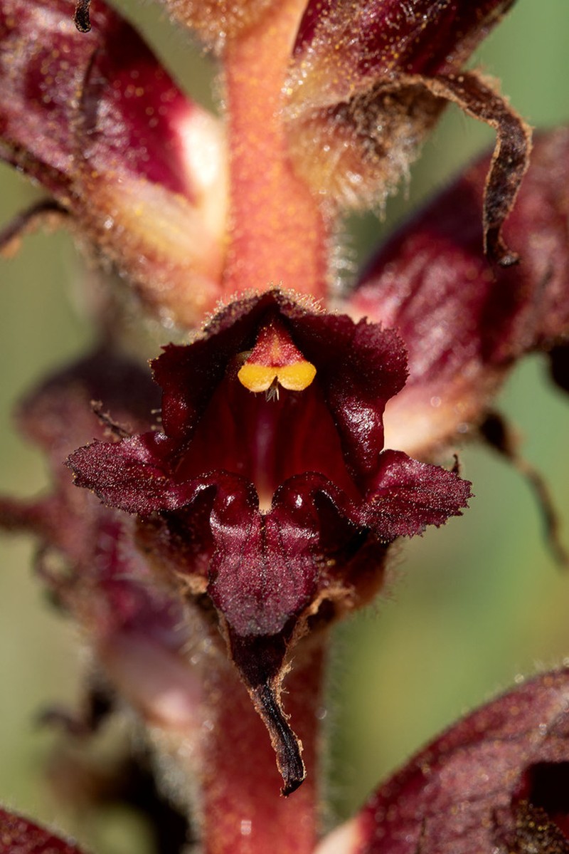 Orobanche variegata
