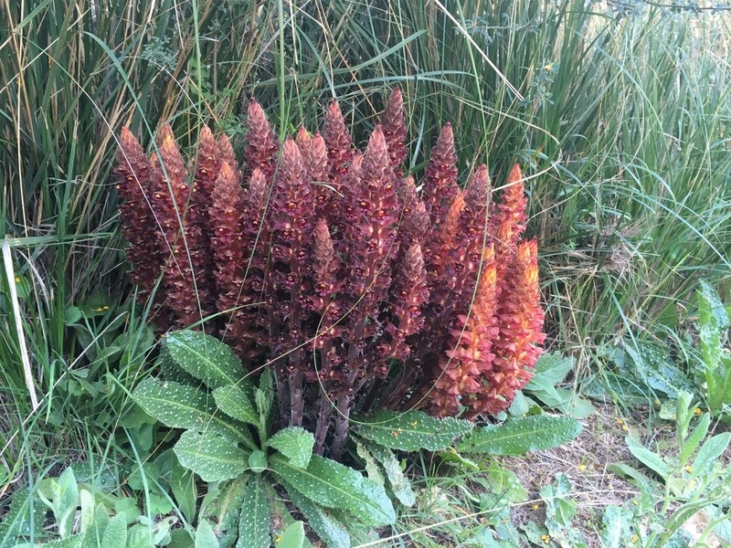 Orobanche variegata photo 2