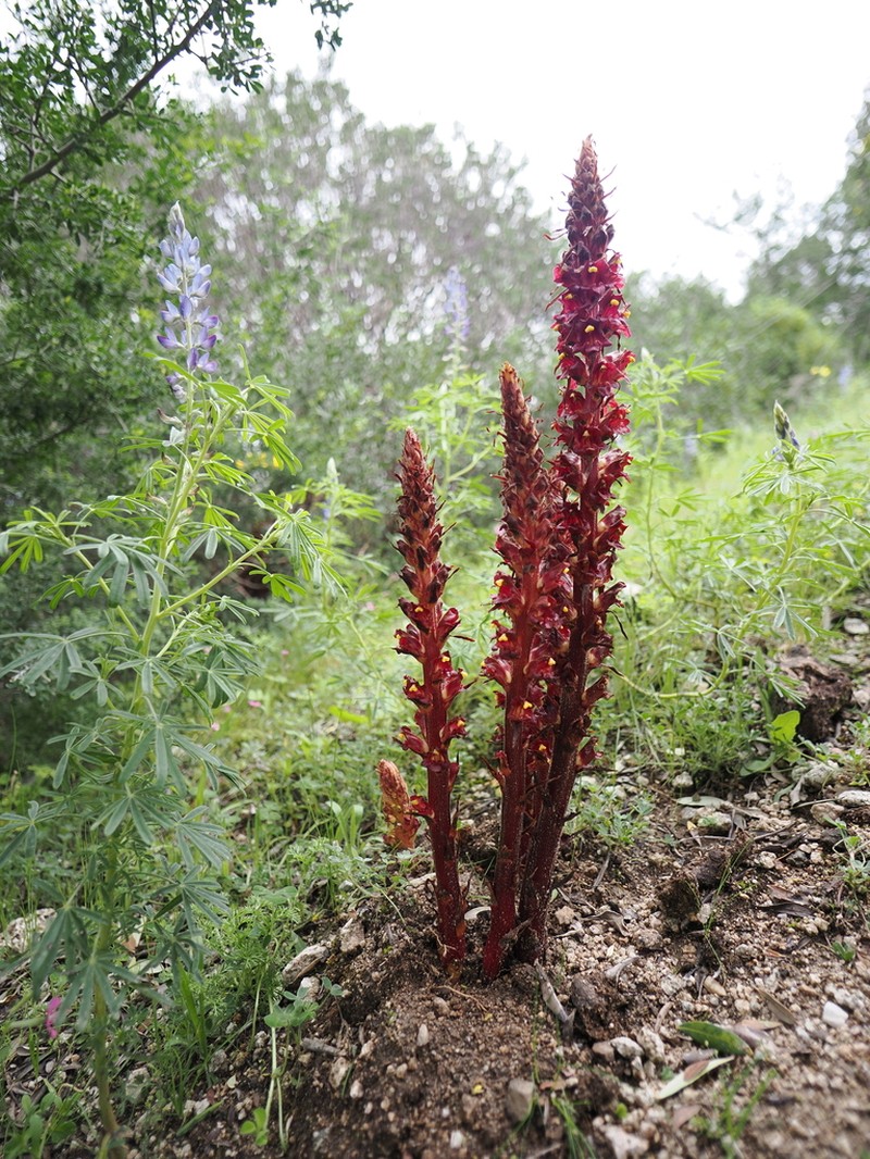 Orobanche variegata photo 3