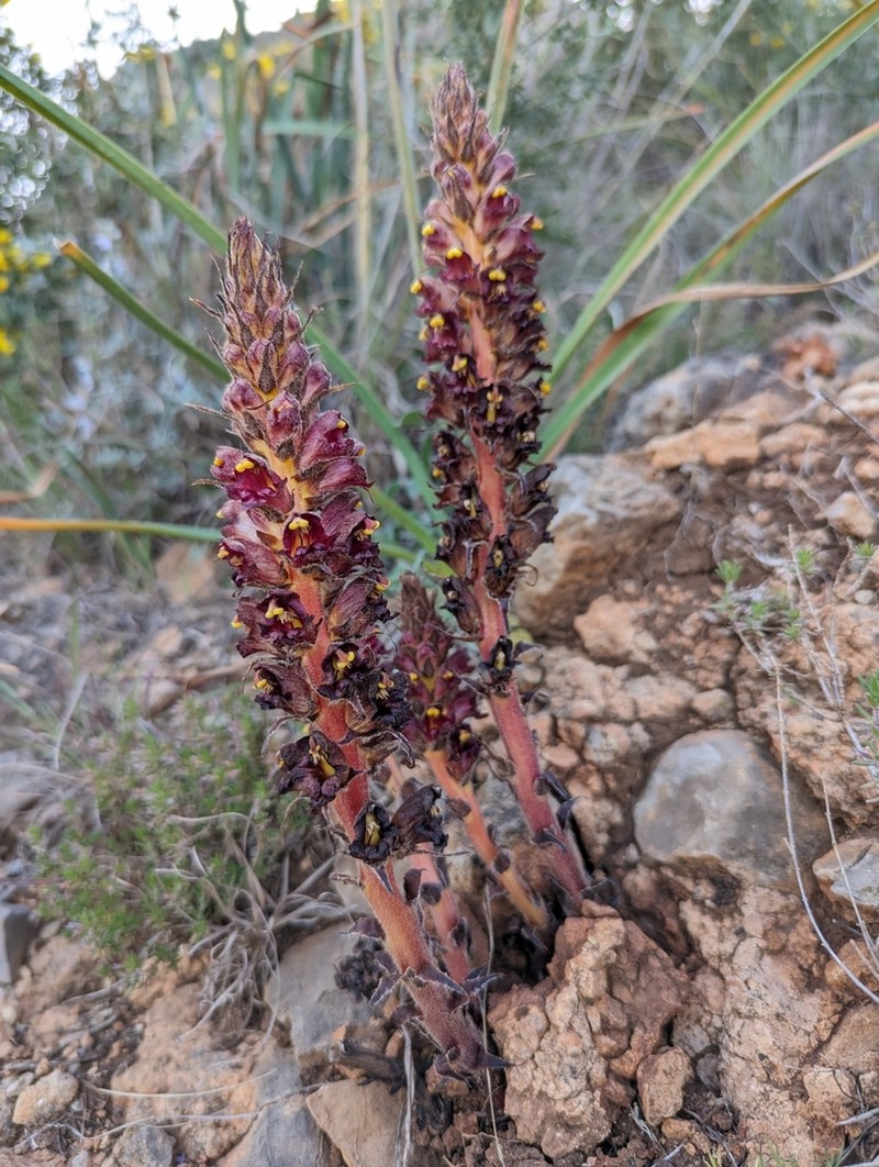 Orobanche variegata photo 4