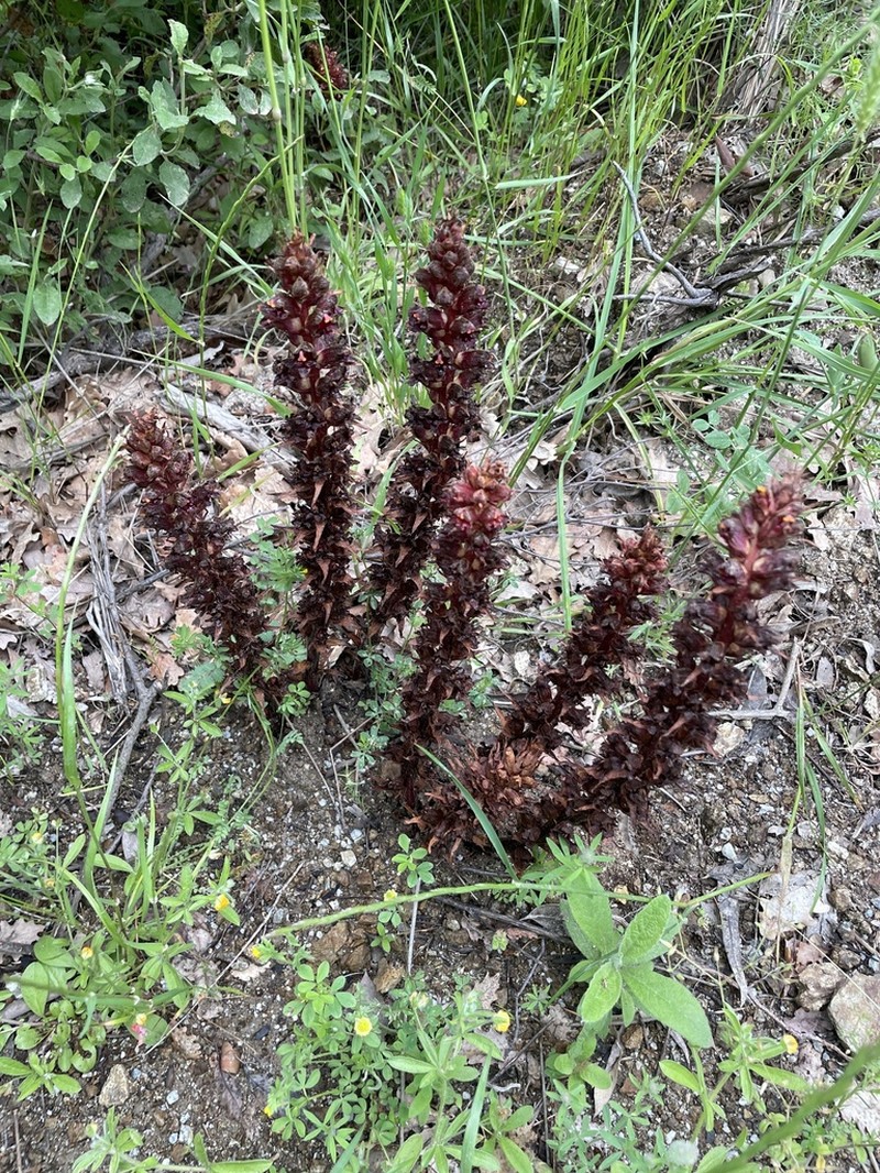Orobanche variegata photo 5