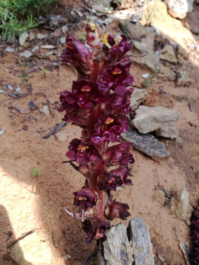 Orobanche variegata photo 6