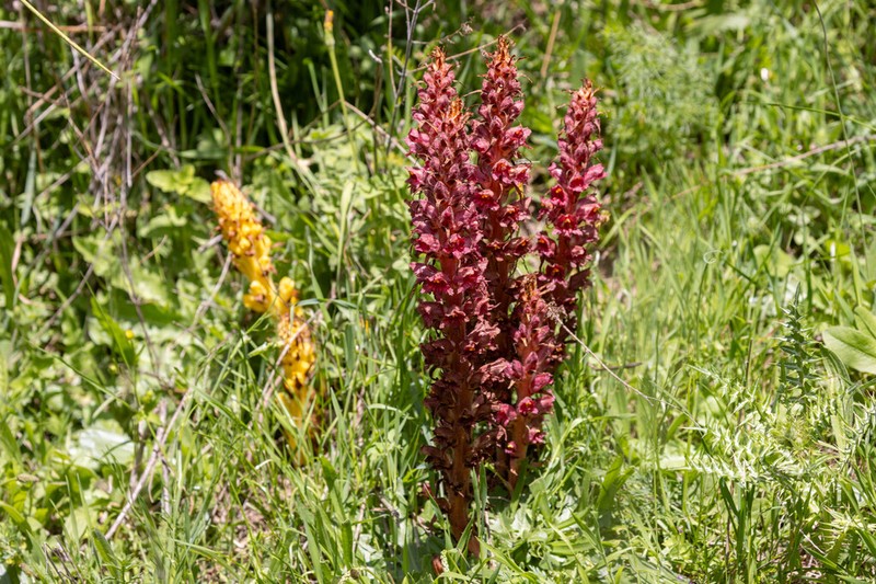 Orobanche variegata photo 7