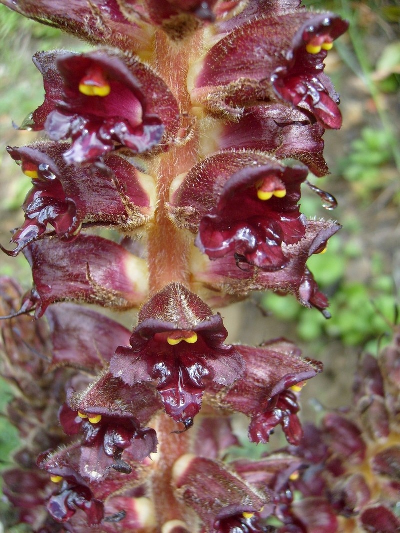 Orobanche variegata photo 8