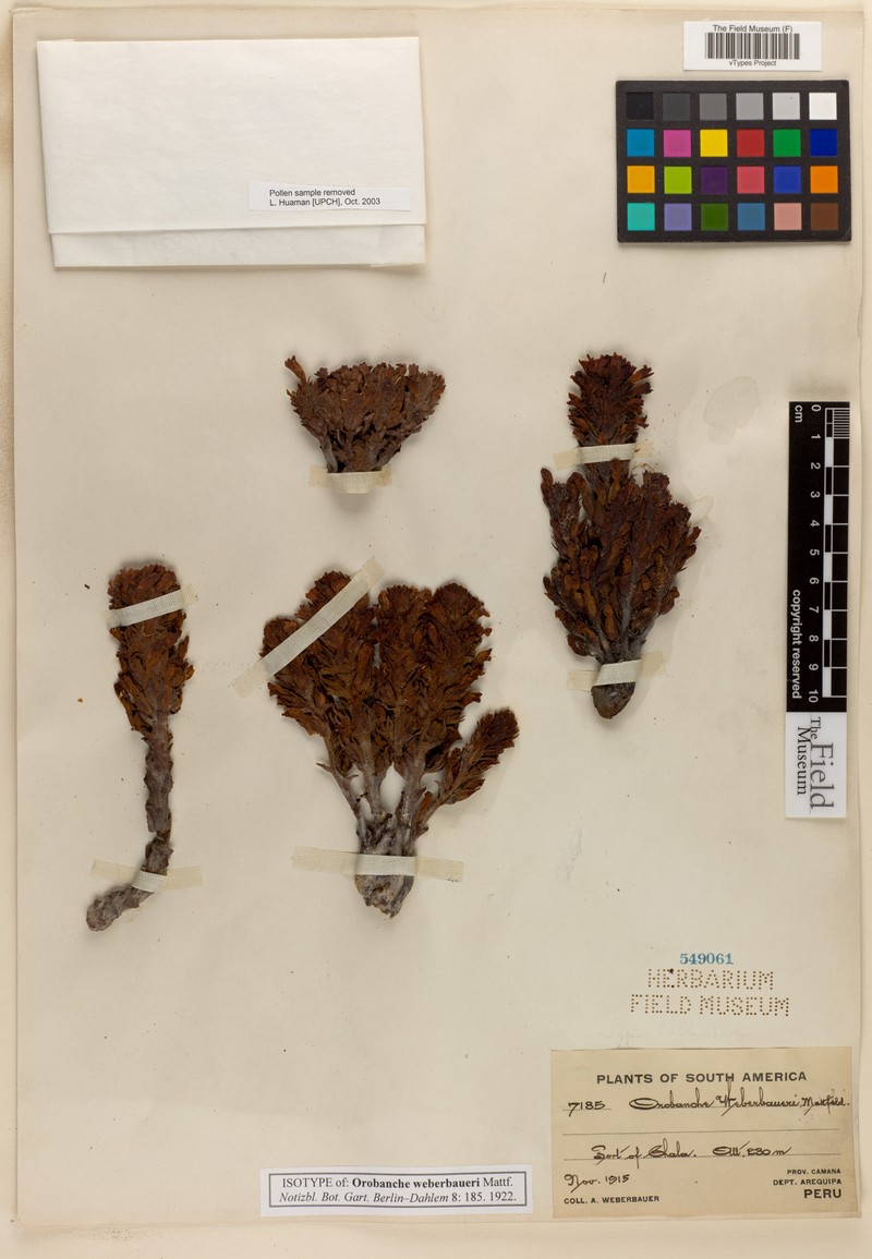 Orobanche weberbaueri