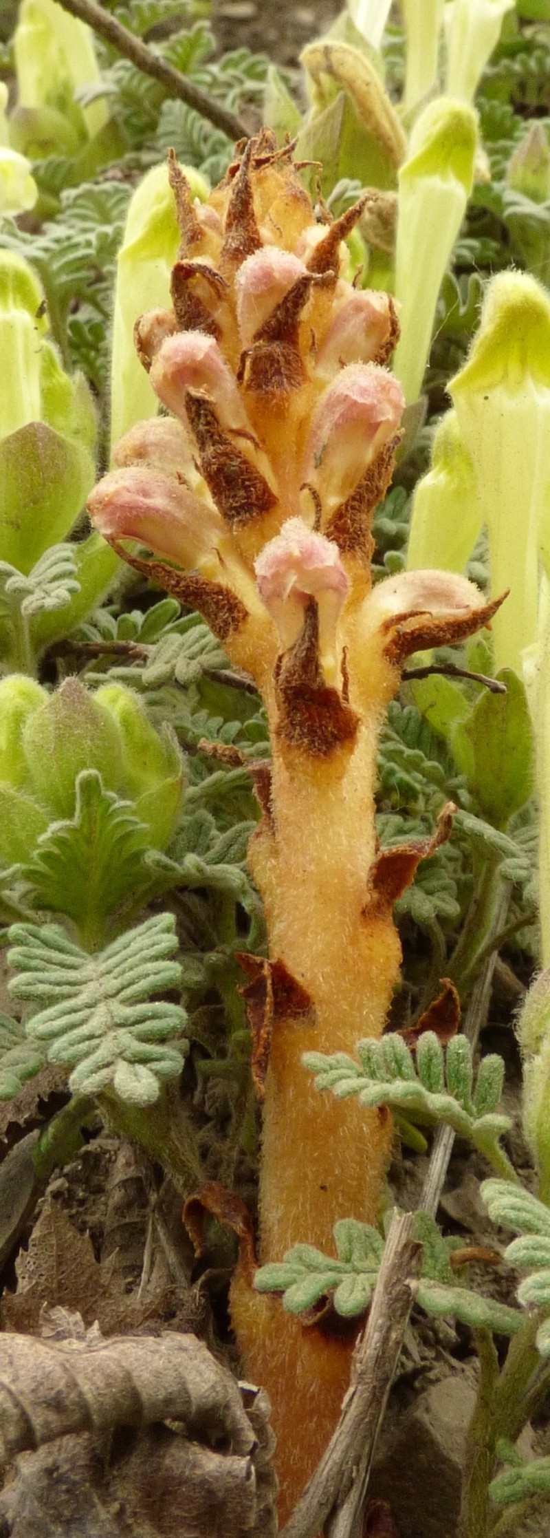 Orobanche zajaciorum photo 2