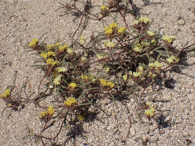 California Mountainpincushion