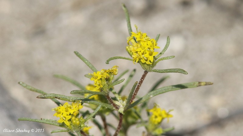 California Mountainpincushion photo 3