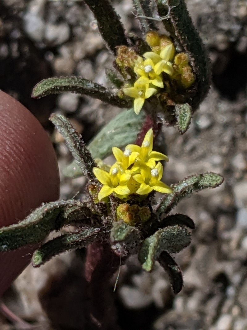 California Mountainpincushion photo 4