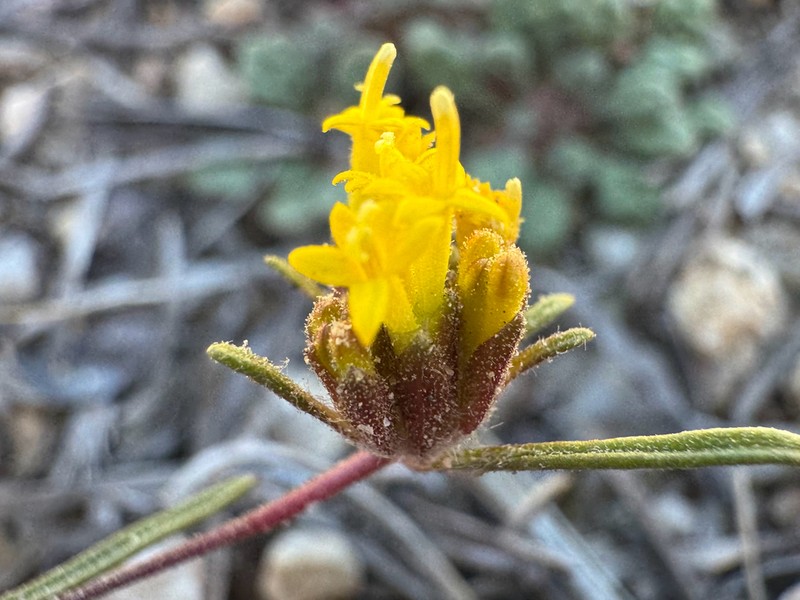 California Mountainpincushion photo 5