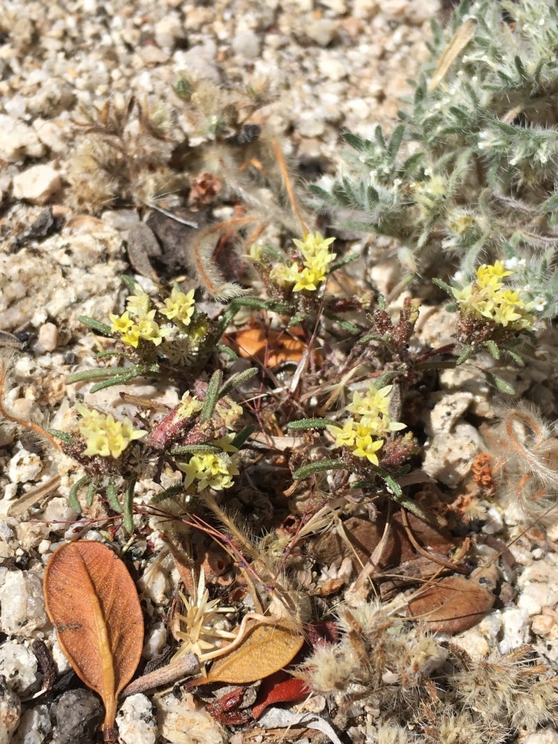 California Mountainpincushion photo 6