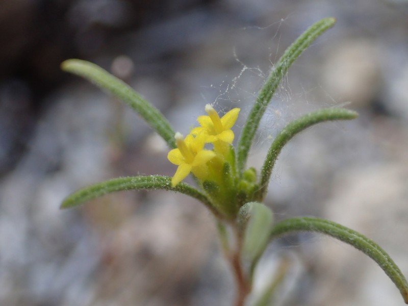 California Mountainpincushion photo 7