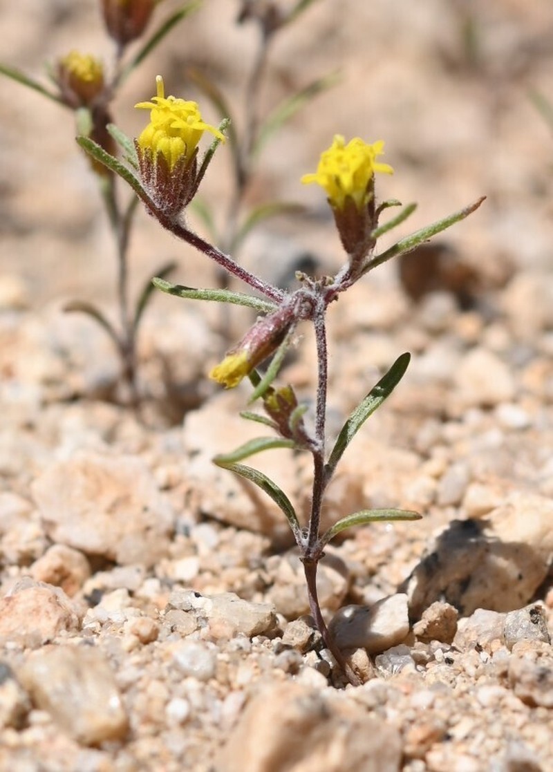 California Mountainpincushion photo 8