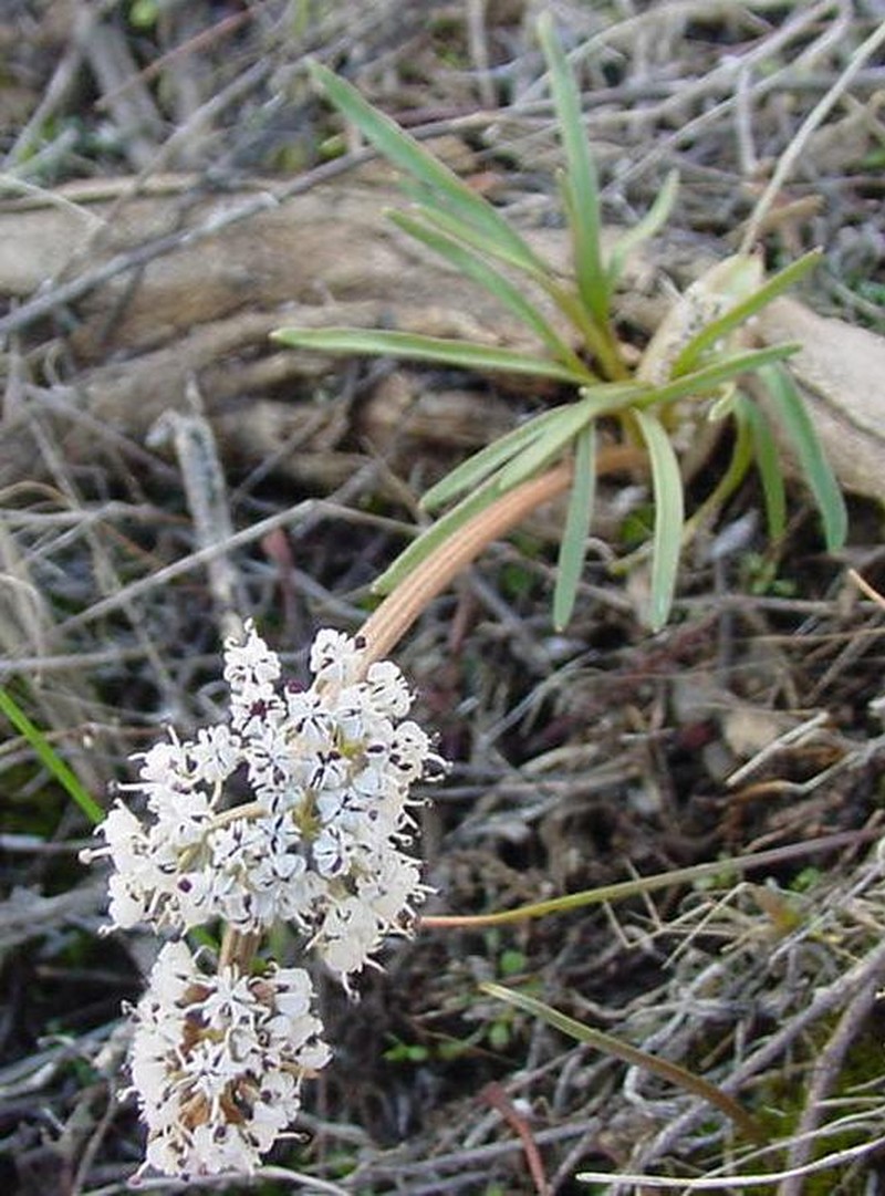 Great Basin Indian Potato photo 5