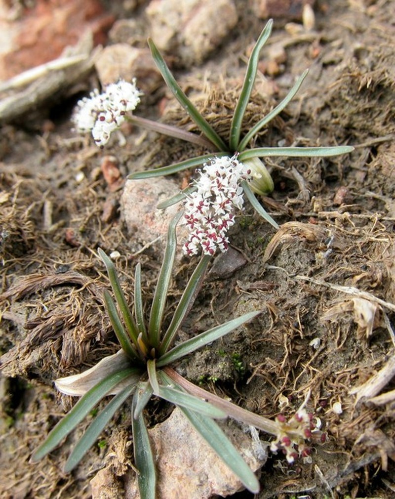 Great Basin Indian Potato photo 6