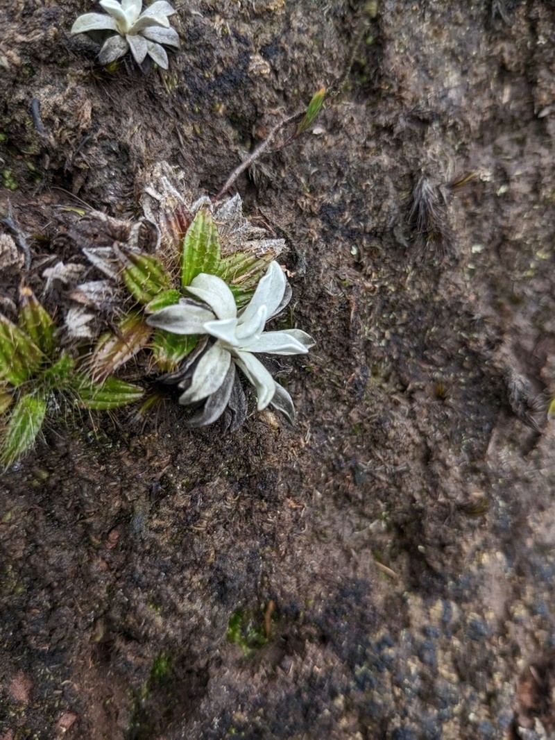 Orognaphalon paramorum