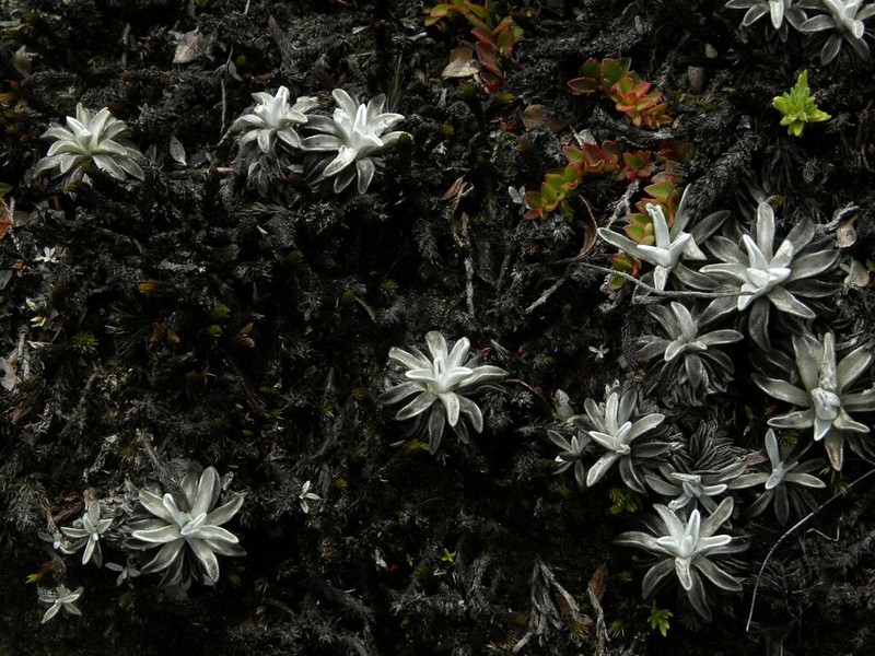 Orognaphalon paramorum photo 2