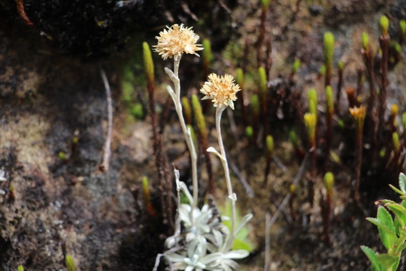 Orognaphalon paramorum photo 3
