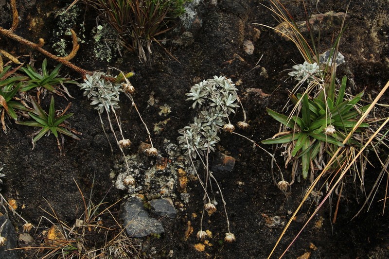 Orognaphalon paramorum photo 4