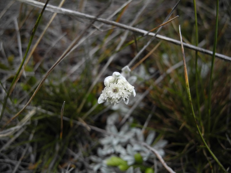 Orognaphalon paramorum photo 5
