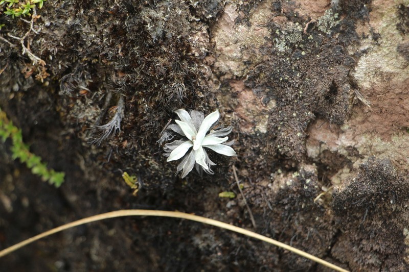 Orognaphalon paramorum photo 6