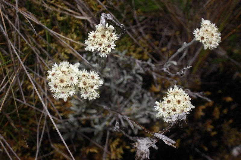 Orognaphalon paramorum photo 7
