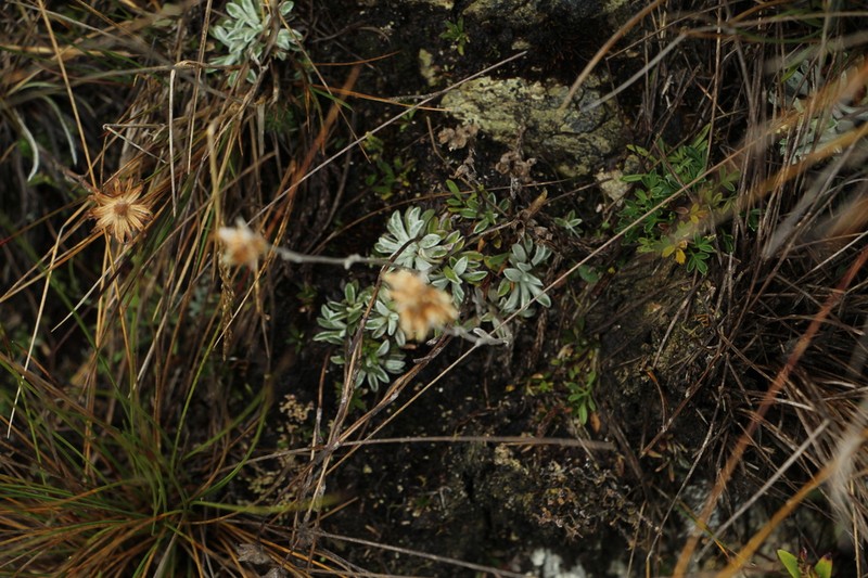Orognaphalon paramorum photo 8
