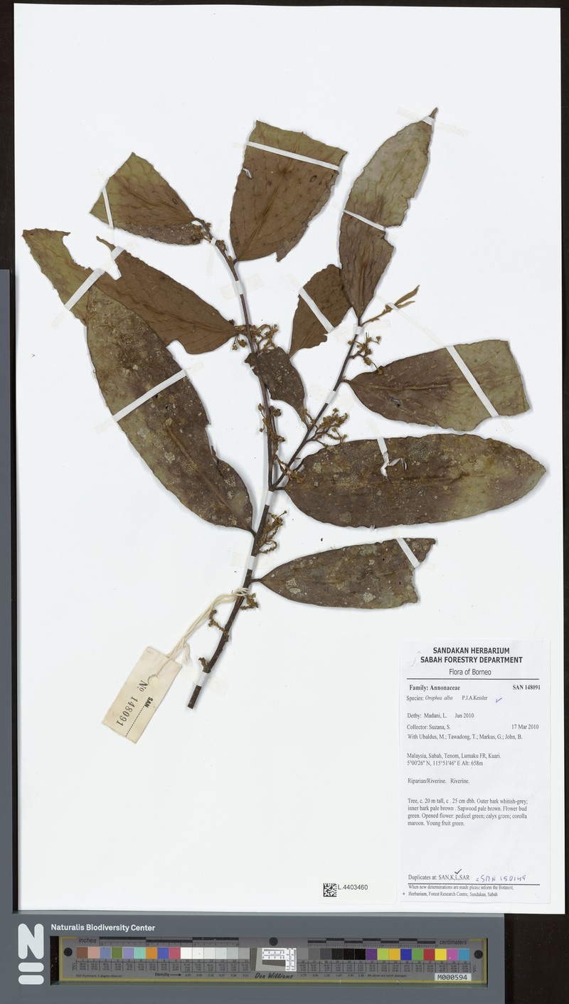 Orophea alba