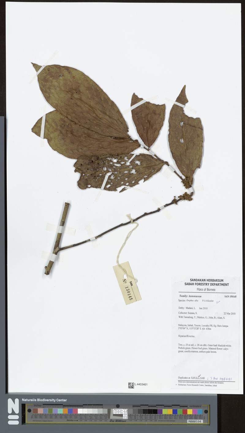 Orophea alba photo 2