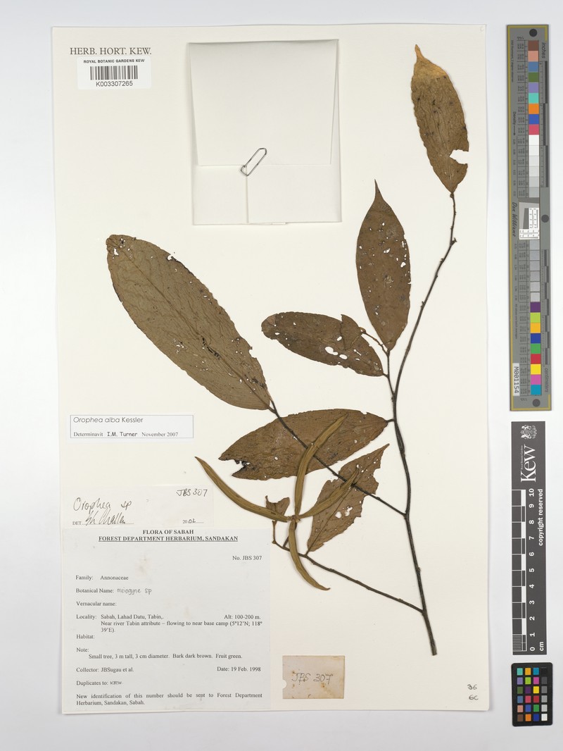 Orophea alba photo 3