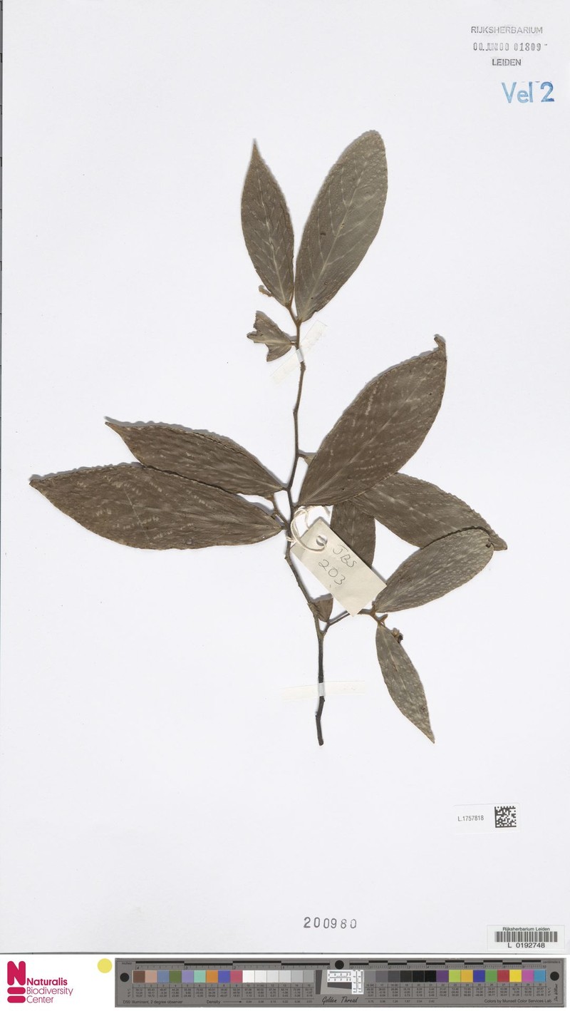 Orophea alba photo 4