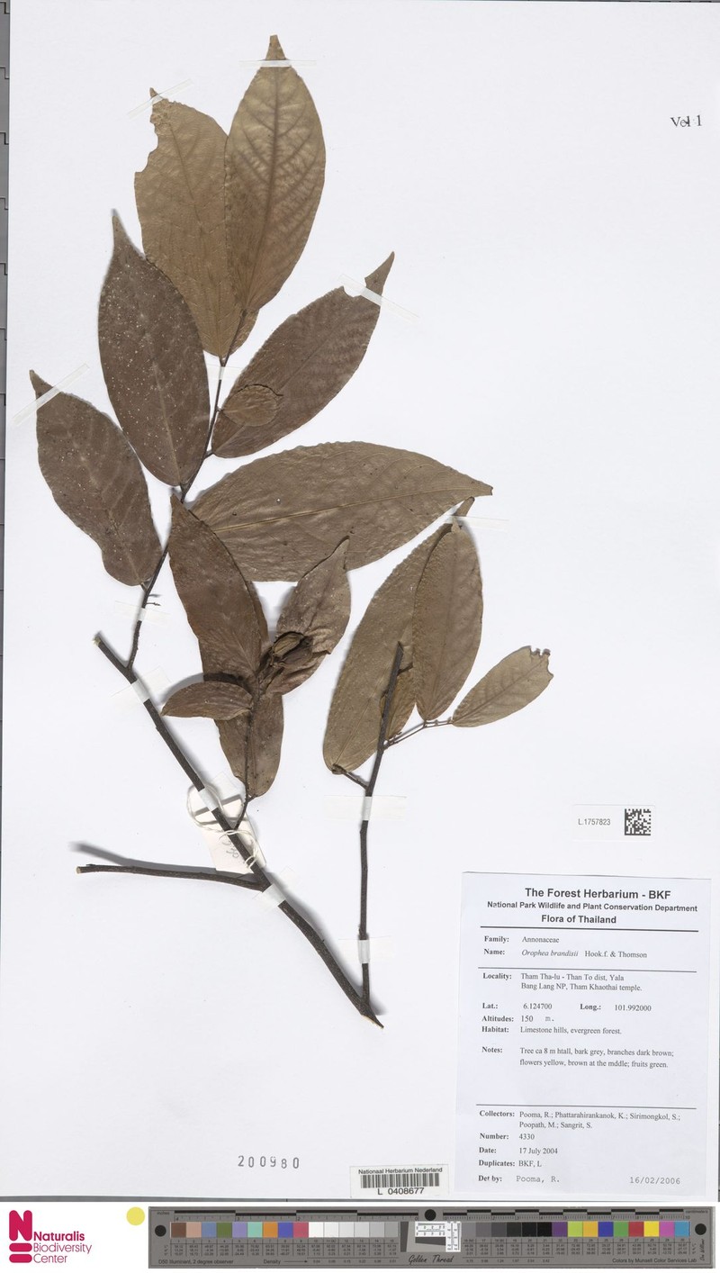 Orophea brandisii
