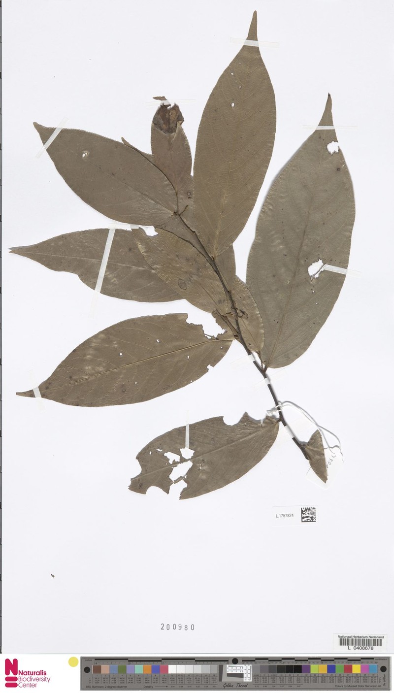 Orophea brandisii photo 2
