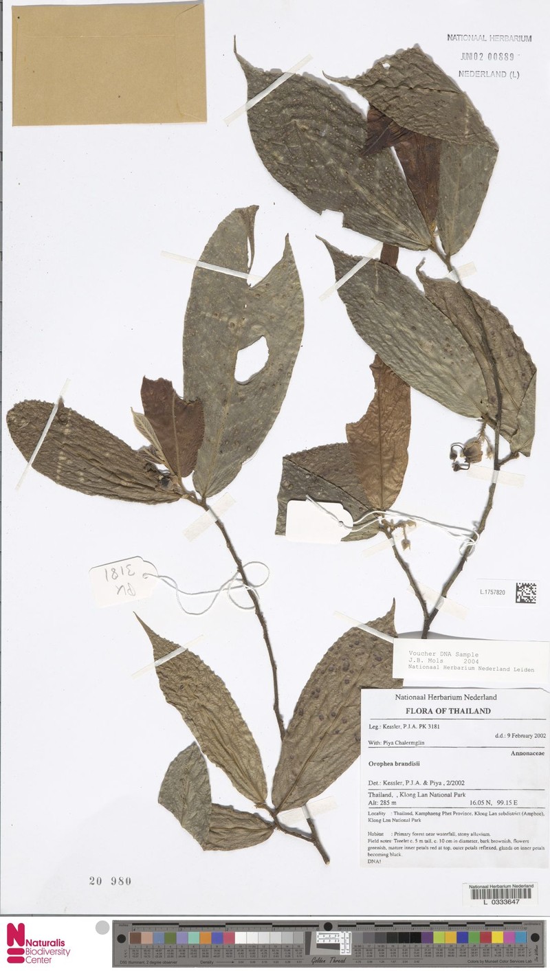 Orophea brandisii photo 3