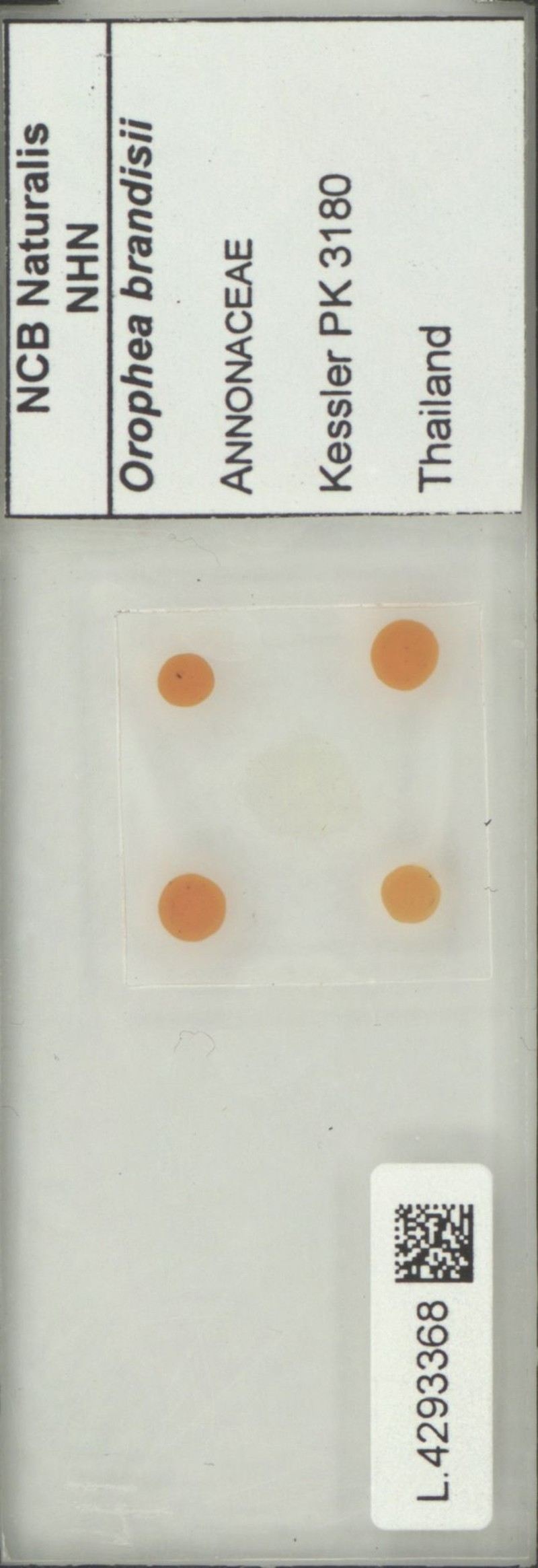 Orophea brandisii photo 4