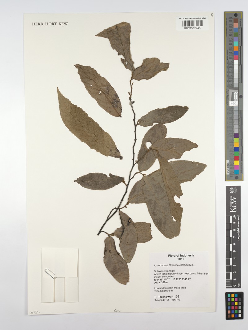 Orophea celebica