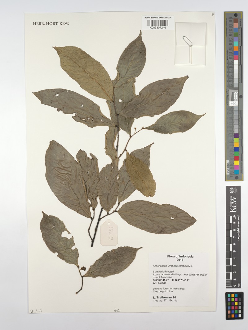 Orophea celebica photo 2
