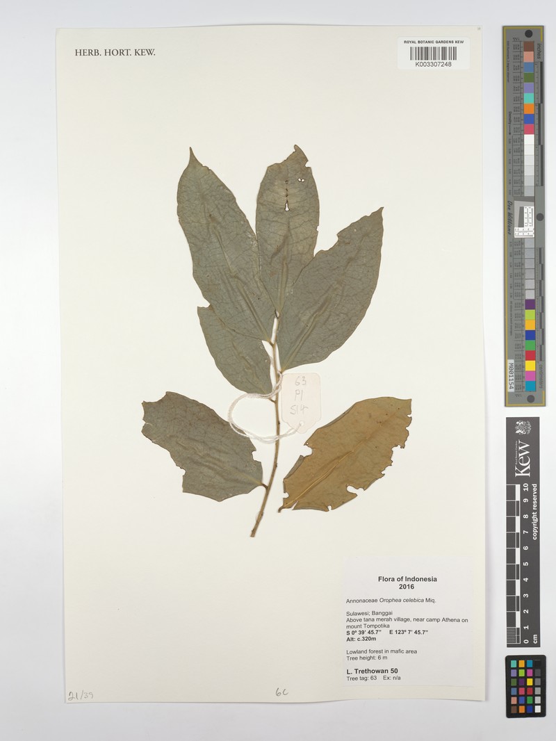Orophea celebica photo 3
